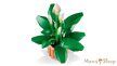 LEGO® Botanicals - Vitorlavirág (11504)