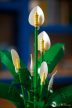 LEGO® Botanicals - Vitorlavirág (11504)
